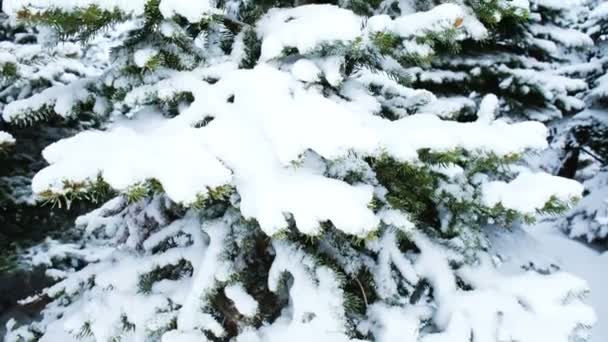 Abeto muy nevado en el bosque de invierno, la cámara se mueve de abajo hacia arriba de cerca — Vídeo de stock