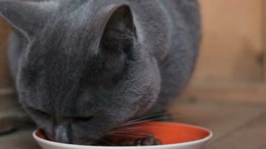 Kitty ıslak yiyecek bir kaseden yemek iştah ile yakın çekim