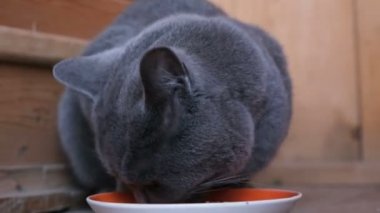 Bir kaseden yemek yeme, yalama Yetişkin İngiliz mavi saçlı kedi