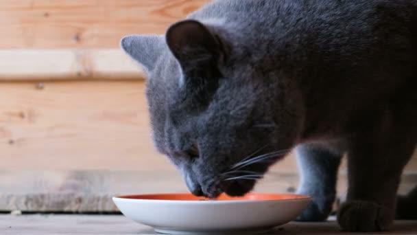 Britische Katze frisst Nassfutter aus einer Schüssel auf einem hölzernen Hintergrund — Stockvideo