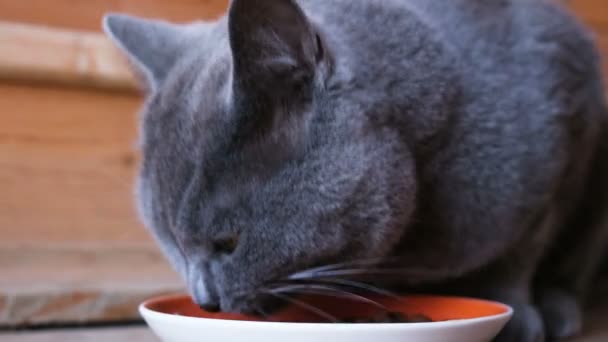 Kucing berambut biru ras Inggris makan makanan basah dari mangkuk, close-up — Stok Video