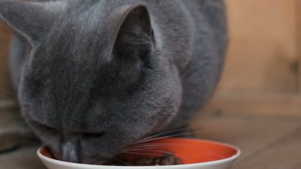 Kitty s chutí jíst mokré potraviny z mísy, detail — Stock video