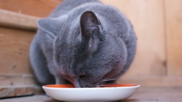 Blauhaarige Katze britischer Rasse mit Appetit frisst nasses Futter aus einer Schüssel und leckt — Stockvideo