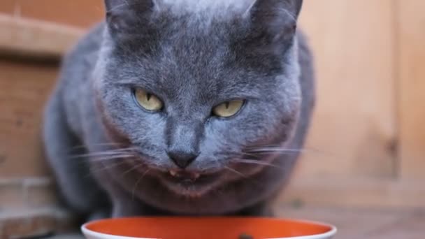 Blaue britische Katze frisst Futterstücke und Schüsseln, schaut in die Kamera — Stockvideo