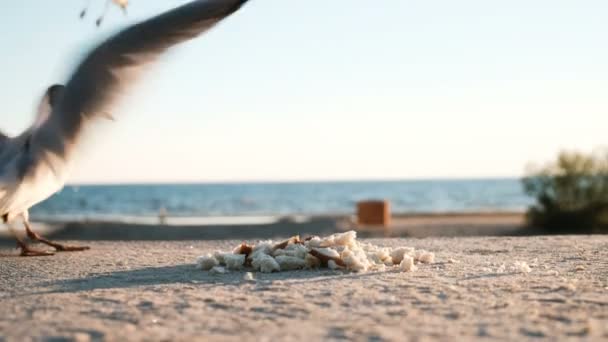 Stormo di gabbiani grassi avidi mangiare pane sul mare al tramonto primo piano — Video Stock