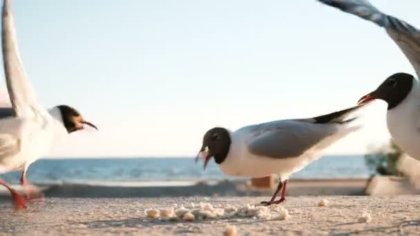 Flock av giriga feta måsar äta bröd på havet vid solnedgången närbild — Stockvideo