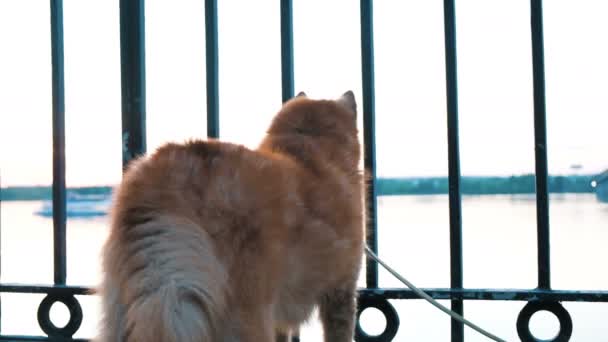Κόκκινο σκυλί Καρελο-Φινλανδική Λαϊκά εξετάζει το νερό στην προκυμαία μέσα από το σιδερένιο φράχτη στο ηλιοβασίλεμα — Αρχείο Βίντεο