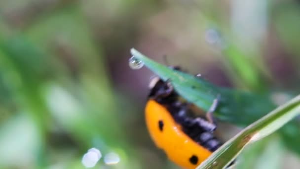Orange ladybird scrambles on grass close-up, macro — Stock Video