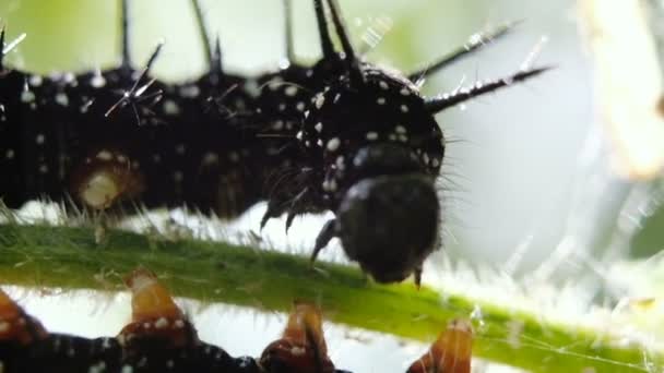 La chenille noire de l'oeil de paon s'assoit et mange une plante verte, macro. Mouvement lent 