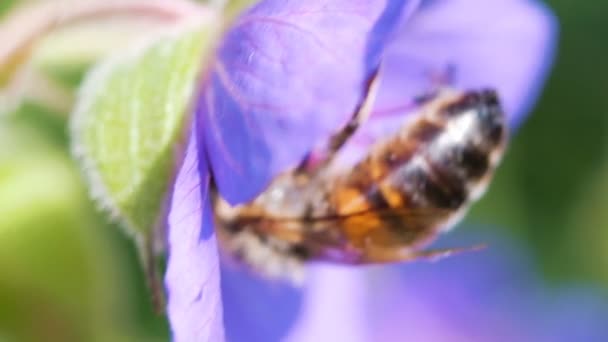 Bee pollinates a violet flower, close-up macro. Slow motion — Stock Video