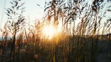Gün batımında çim denizde yürüyüş gelinlik gelin silüeti. Gelin düğün için bir buket ile kadın gider