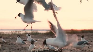 Martılar akşam günbatımında bir kayaya denizde ekmek parçalarını peck. Deniz kuşları turist closeup ekmek yemek