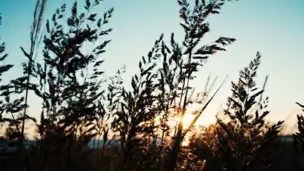 Grama tremendo no vento pelo mar ao pôr-do-sol no verão close-up — Vídeo de Stock