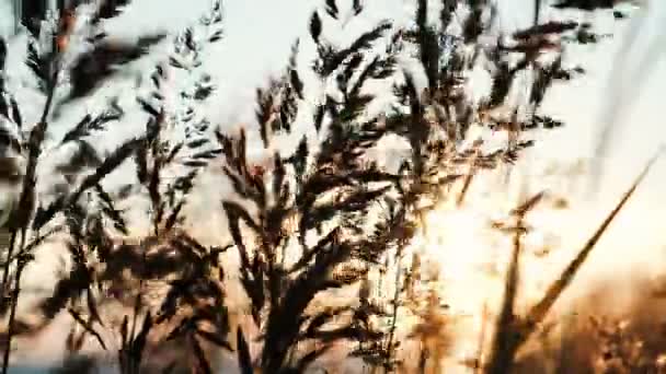 Grama tremendo ao sol ao pôr-do-sol close-up contra um fundo céu claro — Vídeo de Stock