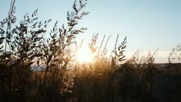 Grama tremendo ao sol ao pôr-do-sol no mar de perto — Vídeo de Stock