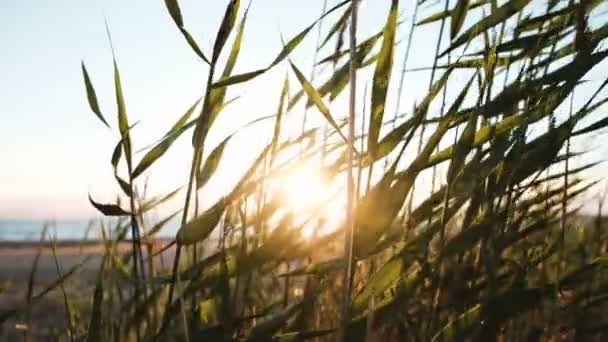 A relva balançava ao sol ao pôr-do-sol no mar. Pôr do sol na costa do mar, bela paisagem close-up — Vídeo de Stock