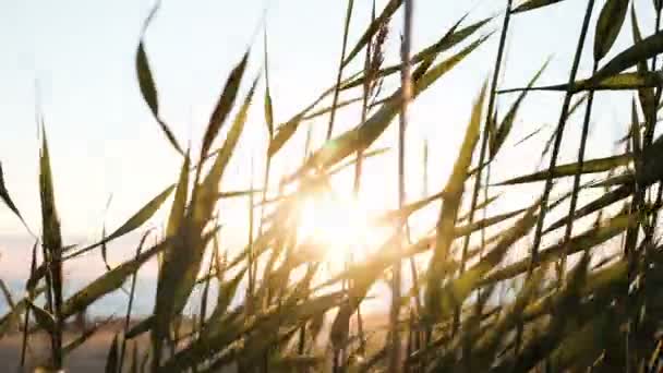 Solens strålar gör sin väg genom gräset vid solnedgången. Gräset skakar på havet närbild. — Stockvideo