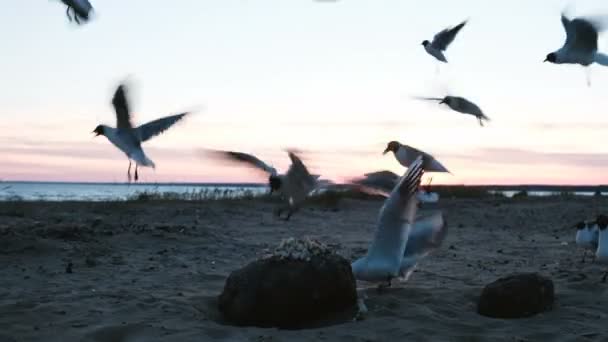 Flock måsar plockar bröd på en sten vid havet på kvällen och scatter på sidorna närbild — Stockvideo