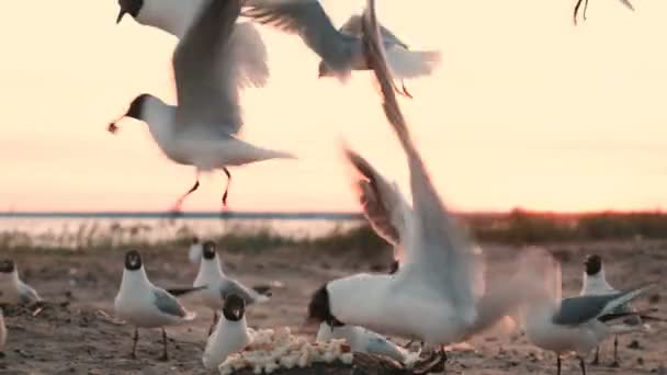 Чайки накидають шматочки хліба на скелю на море ввечері на заході сонця. Морські птахи їдять хліб туристів крупним планом — стокове відео