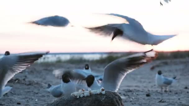 Seagulls picka brödbitar på en klippa vid havet på kvällen på sunset närbild. Hungriga sjöfåglar måsar äta bröd av turister — Stockvideo