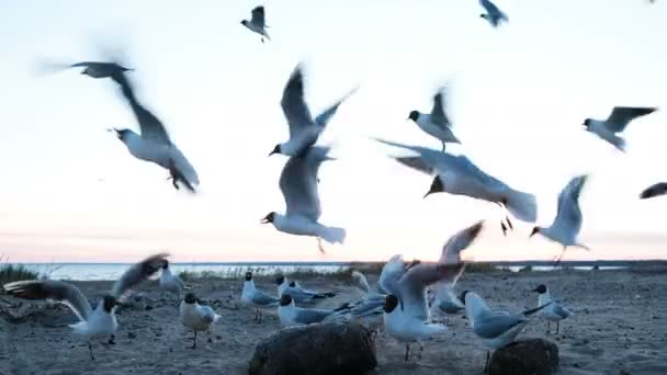 Kudde van meeuwen vliegt snel in verschillende richtingen naar de zee in de avond bij zonsondergang close-up. — Stockvideo