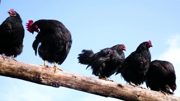 Coq noir avec un peigne rouge et poulet assis sur une clôture en bois sur un fond bleu ciel . — Video