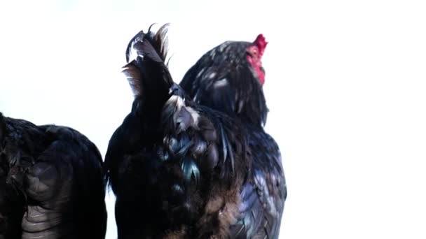 Polla negra con una vieira roja canta contra el cielo azul, cámara lenta . — Vídeos de Stock