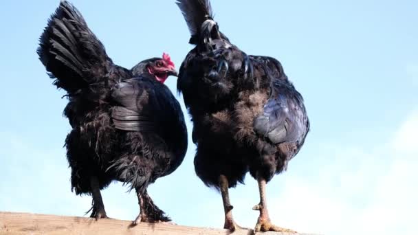 Polla negra con un peine rojo y pollo sentado en una valla contra un cielo azul . — Vídeos de Stock