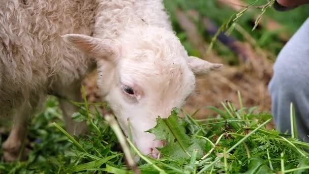 A menina alimenta o cordeiro com erva. Pequeno cordeiro mastiga grama close-up, câmera lenta — Vídeo de Stock