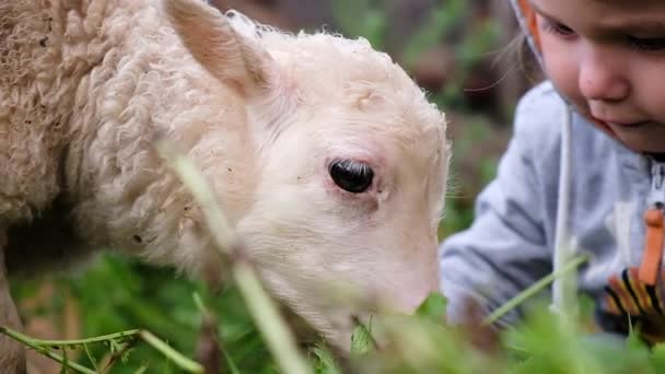 子少女は、新鮮な草と子羊を供給します。小さい子ヒツジ咀嚼草クローズ アップ、スローモーション — ストック動画