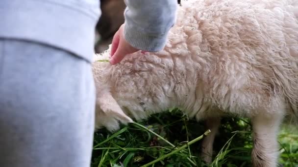 羔羊啃草近。小女孩给绵羊一个新鲜的草, 慢动作. — 图库视频影像