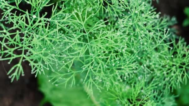 Herbe après pluie avec des gouttes de rosée ralenti gros plan, mouvement de la caméra. Vue du dessus — Video