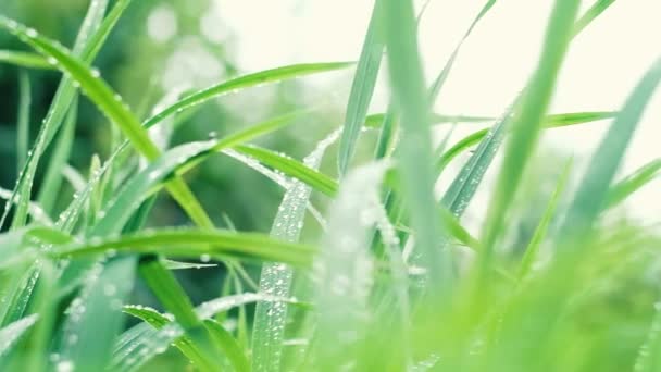 Herbe après pluie avec gouttes de rosée ralenti gros plan, mouvement de la caméra . — Video