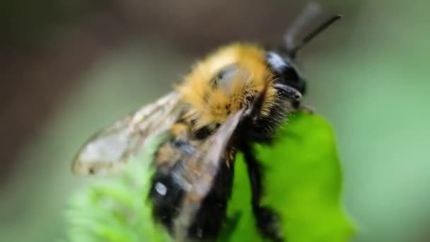 Bumblebee sentado na macro planta verde, câmera lenta — Vídeo de Stock