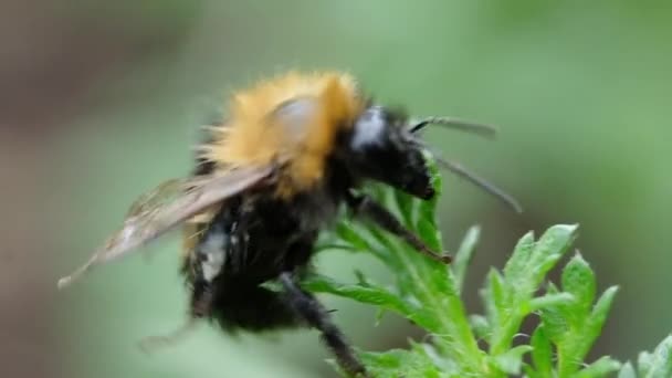 Bumblebee sentado em uma macro planta, câmera lenta — Vídeo de Stock