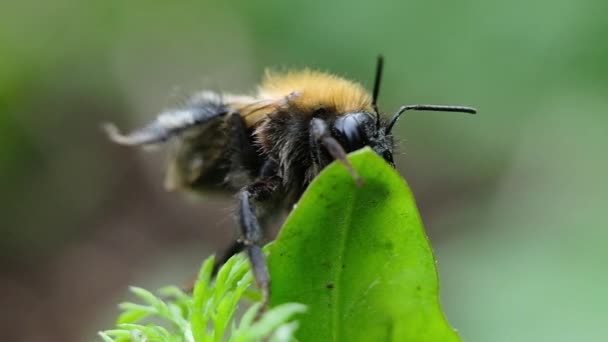 Bumblebee είναι το πλύσιμο του paws για μια μακροεντολή πράσινο φυτό, αργής κίνησης — Αρχείο Βίντεο