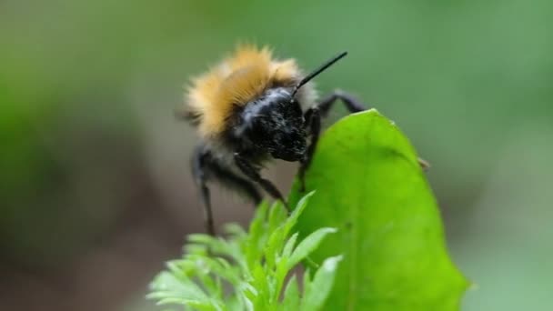 Bumblebee φλούδες κοιλιά στο πράσινο φυτό μακροεντολή, αργή κίνηση — Αρχείο Βίντεο