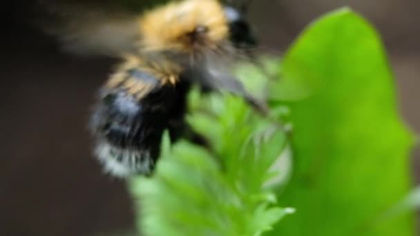 Fluffy bumblebee limpa o abdômen com as patas de perto e voa para longe, macro . — Vídeo de Stock