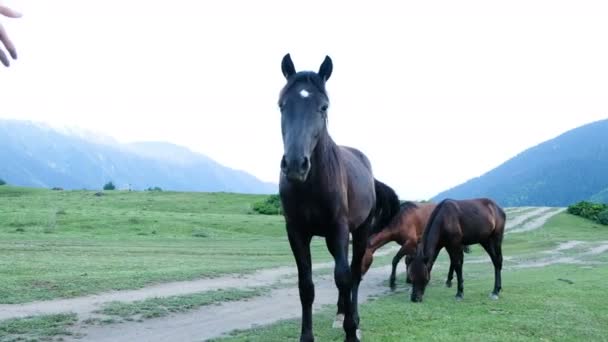 Caballos salvajes pastan en un campo en las montañas — Vídeos de Stock