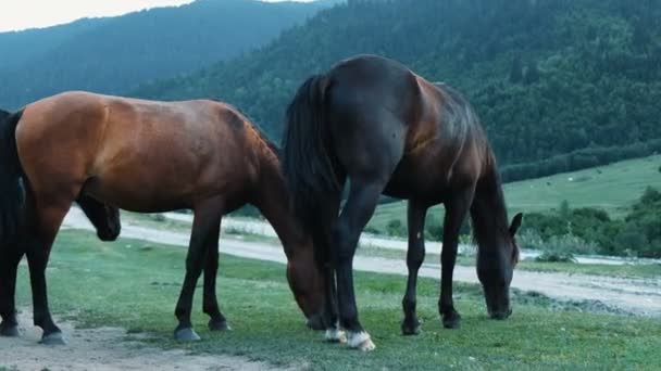 Manada de caballos está pastando en los campos cerca de la carretera en las montañas. Caballos mastican la hierba — Vídeo de stock
