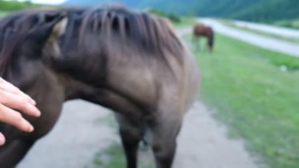 Mano dell'uomo accarezzare un cavallo selvaggio in montagna, primo piano — Video Stock