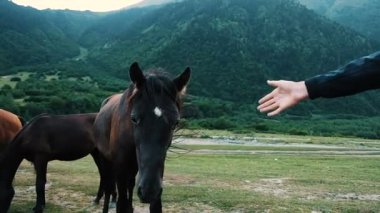 Adamın elini atı okşamak çalışır. Dağlarda, ağır çekim bir çayırda hayvan otlatmak