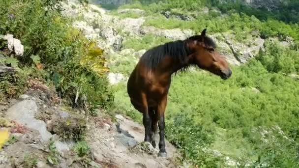 Brown wild horse stands in the mountains close-up — Stock Video