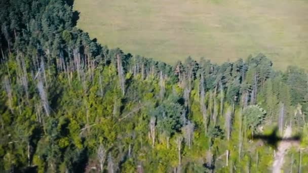 Flygplan siluett skugga från fönstret hyttventil över skog och äng på landningen, Slowmotion. — Stockvideo