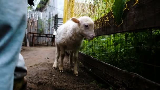 Cordeiro branco mastiga grama, uma menina está acariciando um cordeiro em uma fazenda no verão — Vídeo de Stock