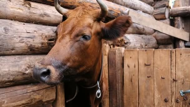 Домашня коричнева корова з рогами стоїть в кабінці на фермі крупним планом — стокове відео