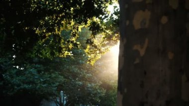 Yavaş hareket - günbatımı ışınlarının şube kızdırma yapraklarda. Ağaçların taç arkasından güneş ışığı peeps dışarı parlak bir ışık alanı doldurur..