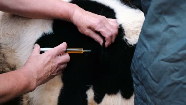 Farmer injects the medicine with a cow, slow motion. Veterinary assistance. — Stock Video