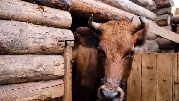 Domestic brown thoroughbred cow with horns stands in a stable on the farm and licks a long tongue with the nostrils close-up. Slow motion — Stock Video