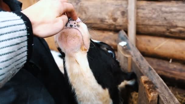 La vache noire et blanche lèche la langue d'un fermier main contre un gros plan dans la stalle, au ralenti — Video